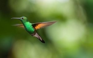 十万个为什么:世界上最小的鸟是什么?